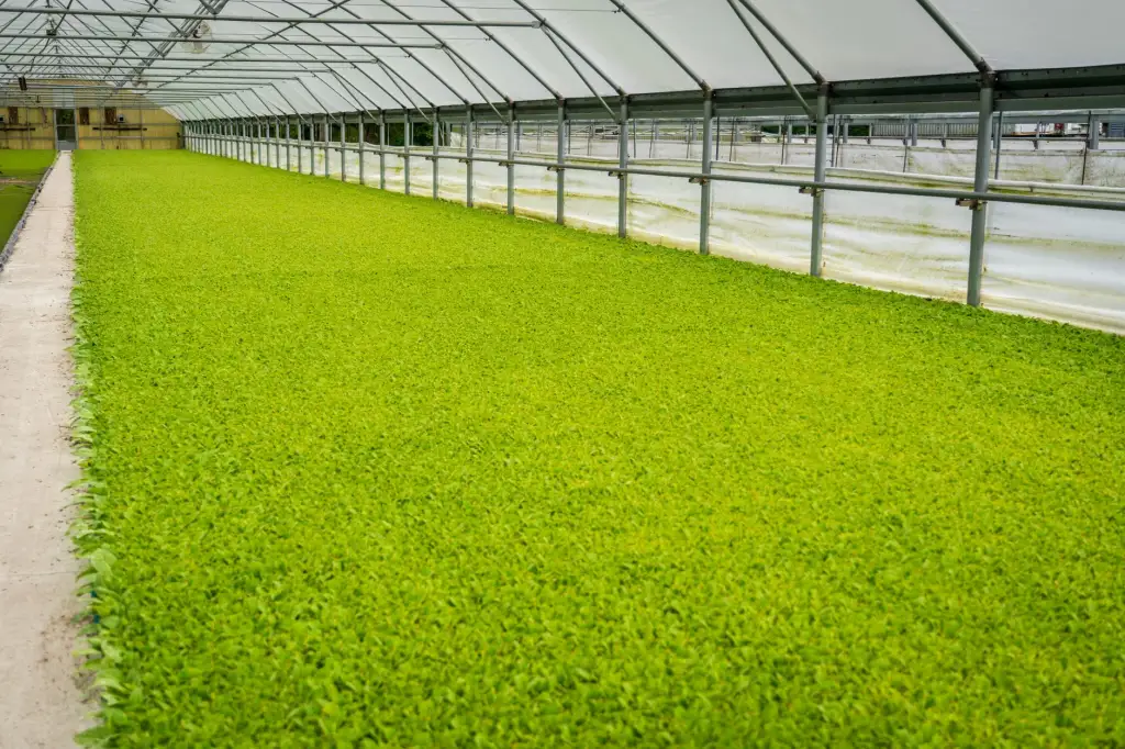 2025年食品行业最新安全法规解读与合规要点分析